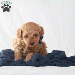 Max, Toy Poodle Puppy